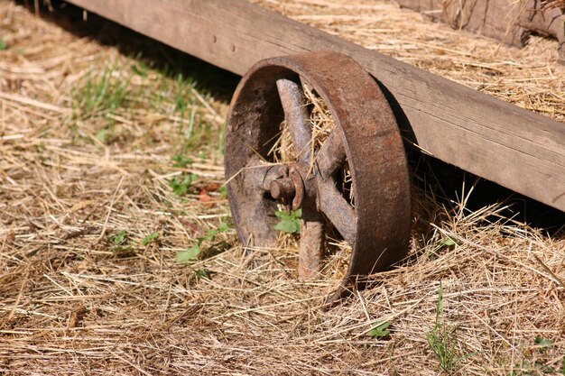 Foto pferd im gras