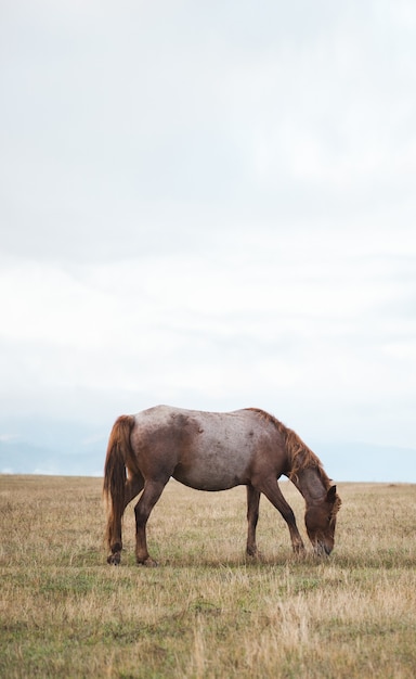 Pferd im grünen Graslandschaftshintergrund