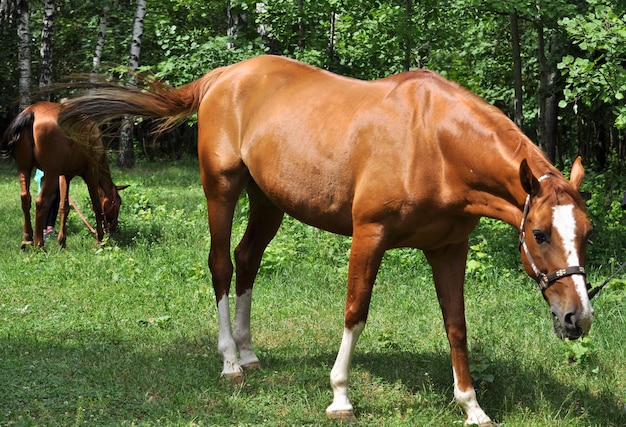 Pferd im grünen Wald