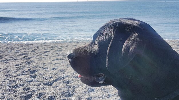 Foto pferd im meer