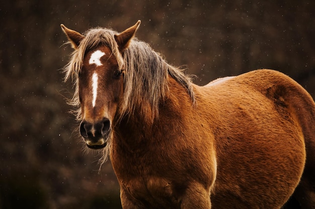 Pferd im Regen