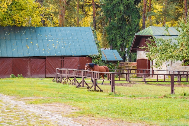 Pferd im Stall im Wald