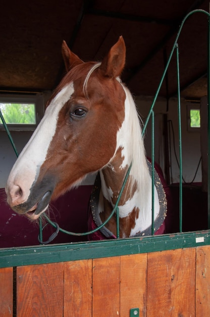 Pferd im Stall mit Köpfen draußen