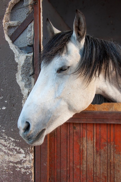 Pferd im Stall mit Köpfen draußen