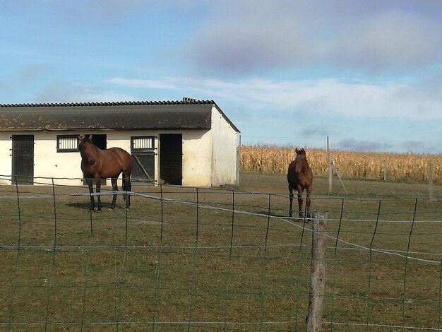 Foto pferd im stall