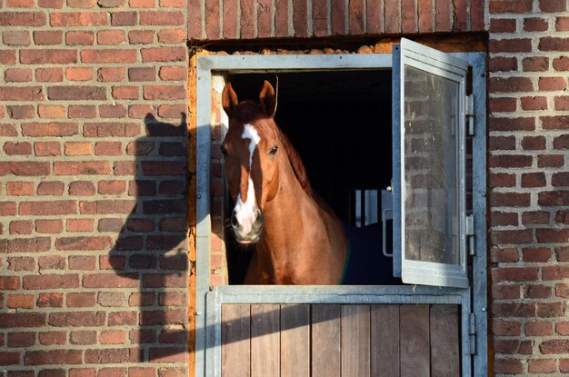 Foto pferd im stall