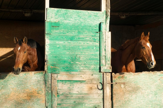 Foto pferd im stall