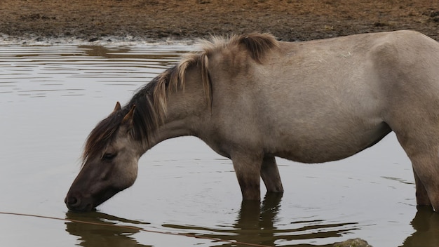 Foto pferd im wasser