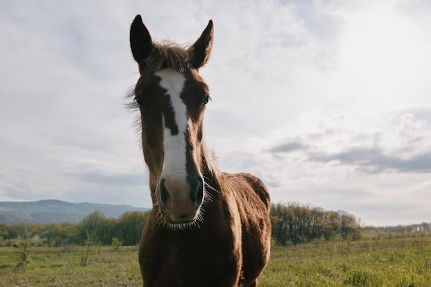 Pferd in der Feldnatur, die Graslandschaft isst