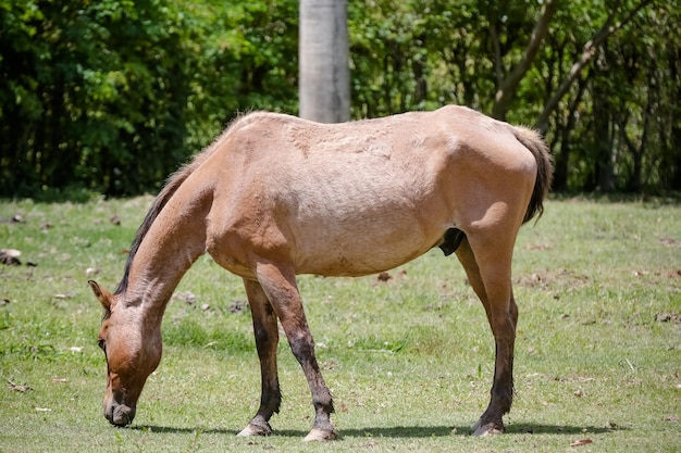 Pferd in der Natur füttert schön und mit weichem Haar