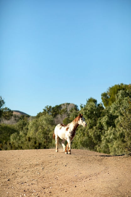 Pferd in der Natur hautnah