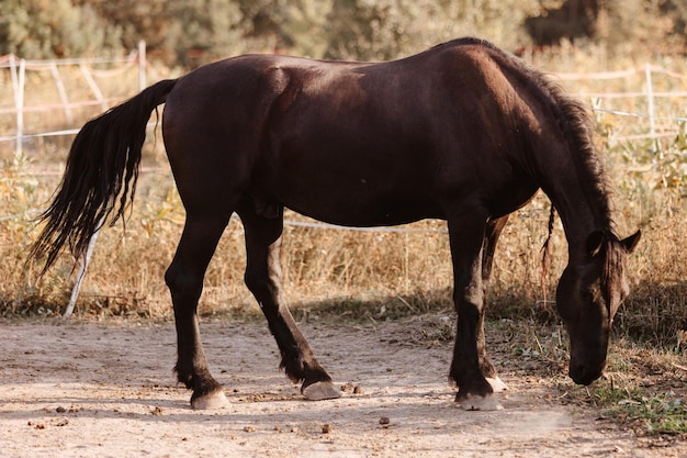 Pferd in der Natur Porträt eines Pferdes