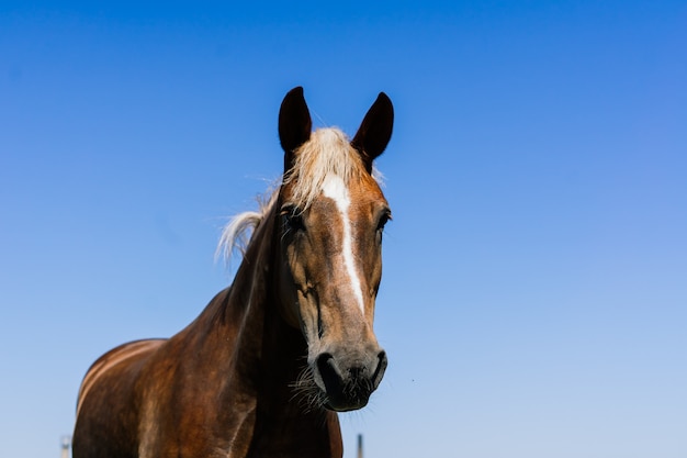 Pferd in der Natur und auf dem Bauernhof. Porträt eines braunen Pferdes