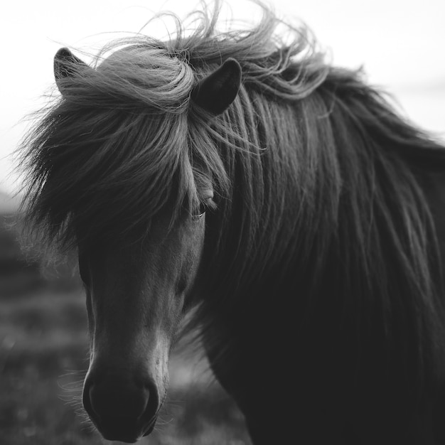 Pferd in einem Feld Graustufen