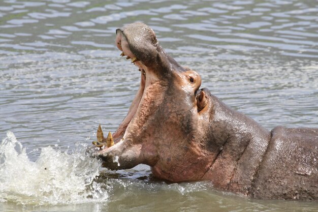 Foto pferd in einem see