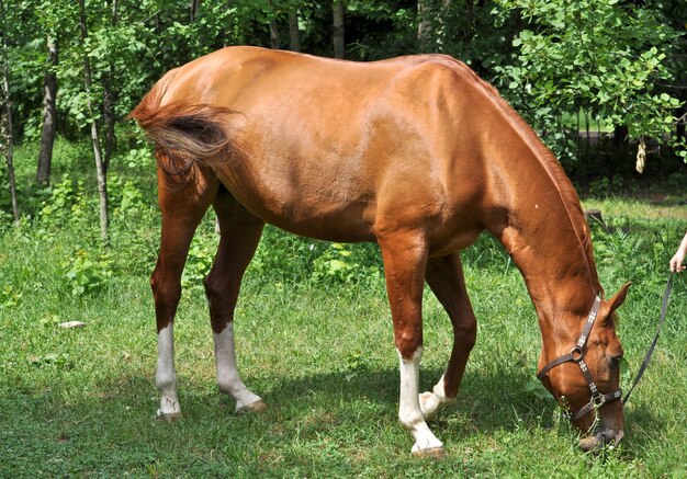 Pferd in einer Waldlichtung