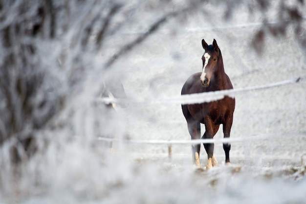 Pferd in einer Winterlandschaft