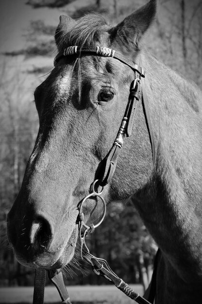 Foto pferd in schwarz-weiß