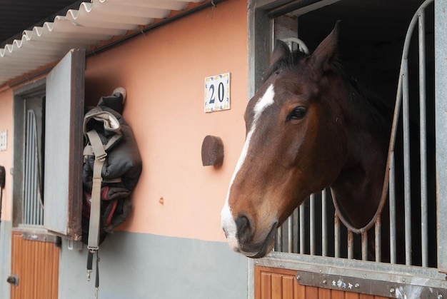 Pferd in seinem Stall in einer Reithalle wartet vor dem Trab