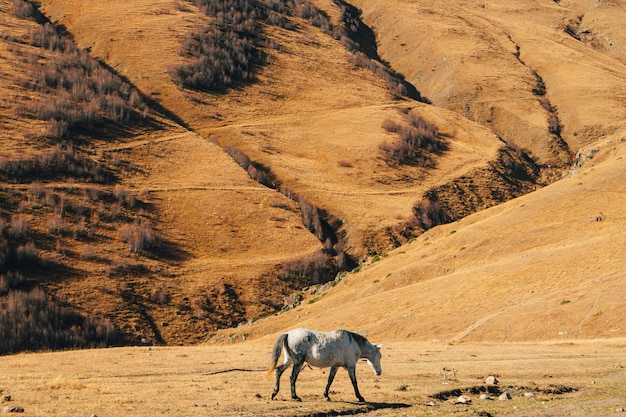 Pferd isst getrocknetes gelbes Gras auf dem Hügel mit Berg im Hintergrund.