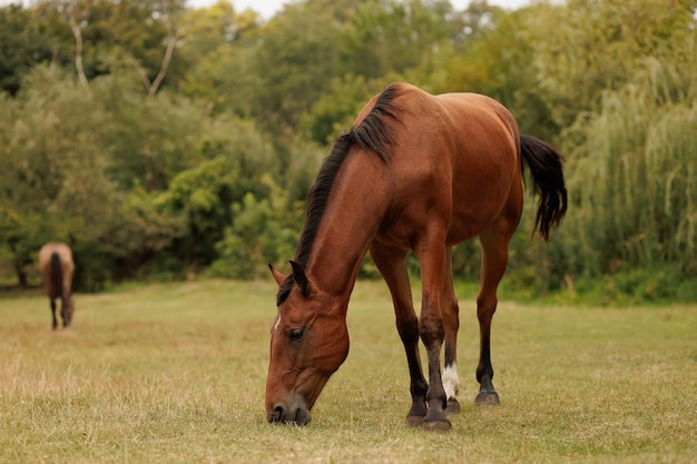 Pferd knabbert auf der Weide im Herbst