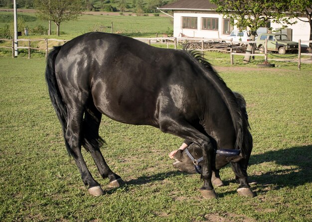 Foto pferd läuft auf dem feld