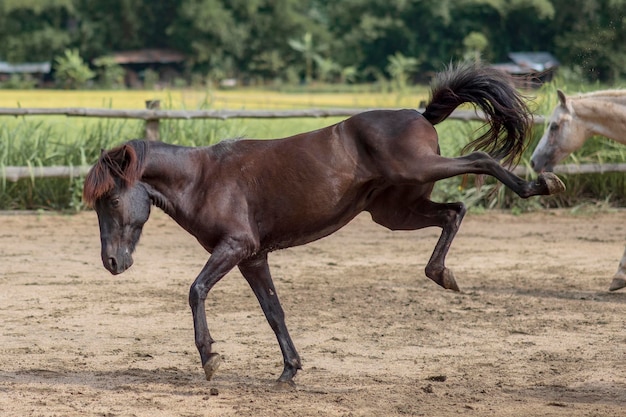 Foto pferd läuft auf dem feld