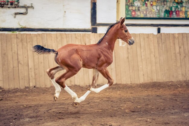 Pferd läuft auf Holz