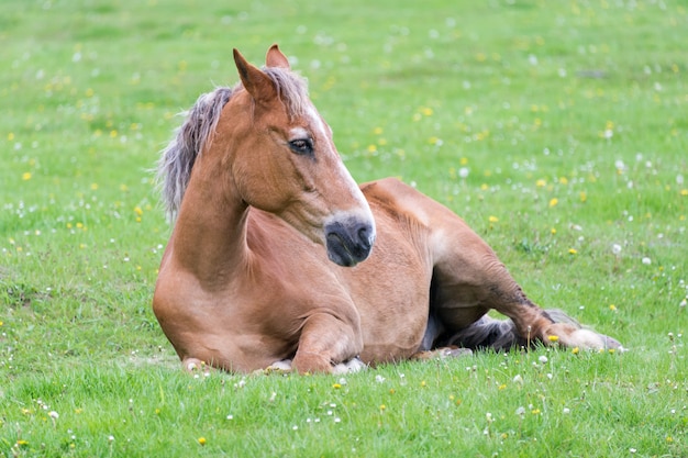 Pferd liegend auf der Wiese