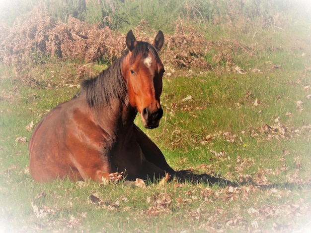 Pferd liegt auf dem Feld