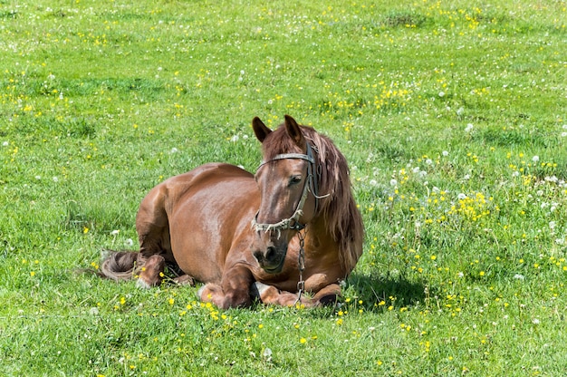 Pferd liegt auf der Wiese