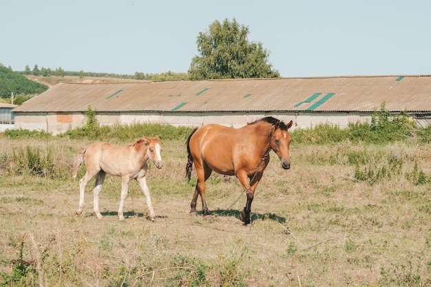 Pferd mit seinem Fohlen in Freilandhaltung auf dem Hof Mutter und Fohlen auf der Wiese