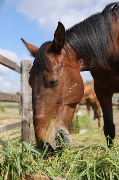 Pferd-Nahaufnahme-Porträt