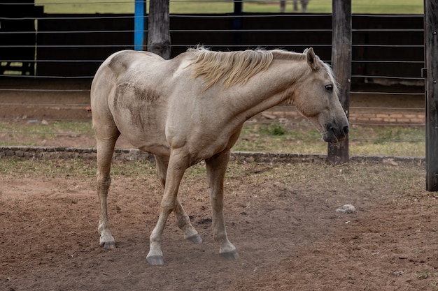 Pferd ruht auf einem Weidegebiet einer brasilianischen Farm mit selektivem Fokus