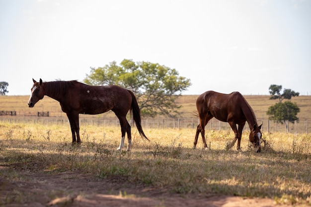 Pferd ruht in einem Weidegebiet von Ã¢Â€Â‹Ã¢Â€Â‹einer brasilianischen Farm mit selektivem Fokus