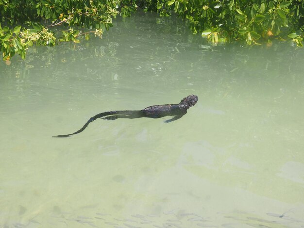 Foto pferd schwimmt im wasser