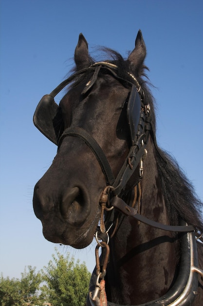 Pferd Sommerzeit