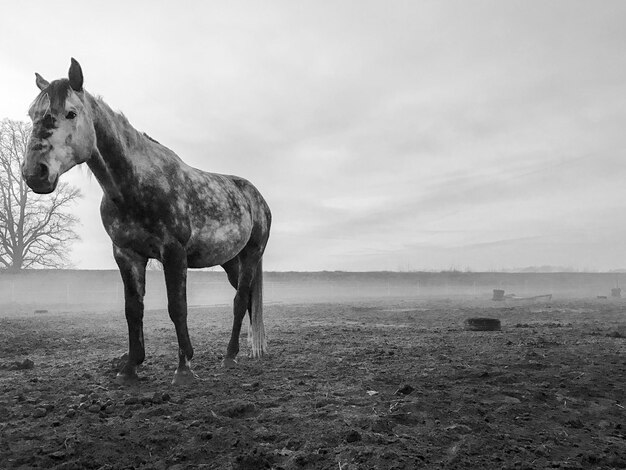 Pferd steht auf dem Feld gegen den Himmel