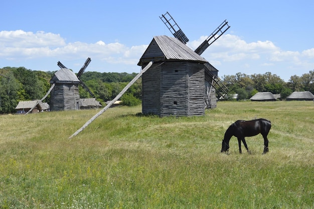 Foto pferd steht auf dem feld gegen den himmel