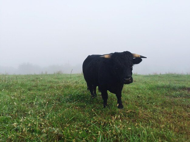 Foto pferd steht auf dem feld