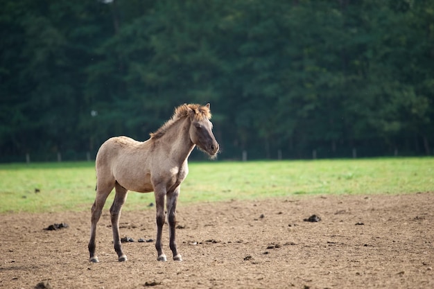 Pferd steht auf dem Feld