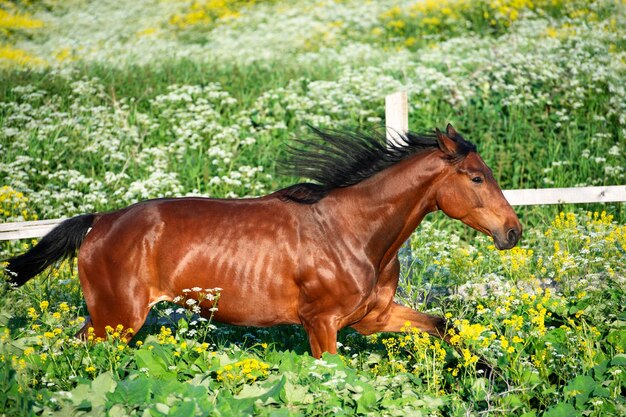 Pferd steht auf dem Feld