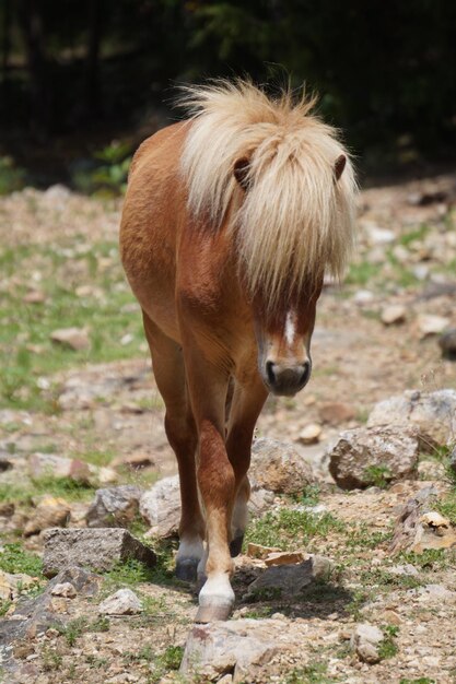 Foto pferd steht auf dem feld