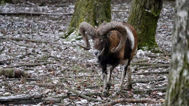 Pferd steht auf dem Feld