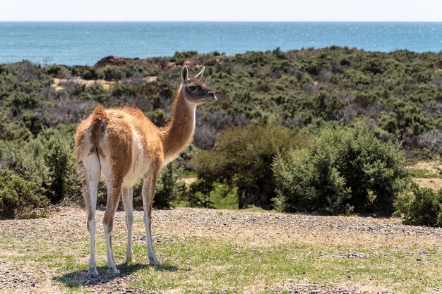 Foto pferd steht auf dem feld