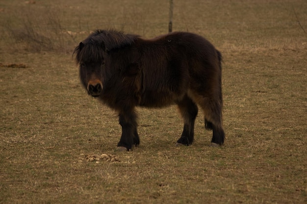 Foto pferd steht auf dem feld