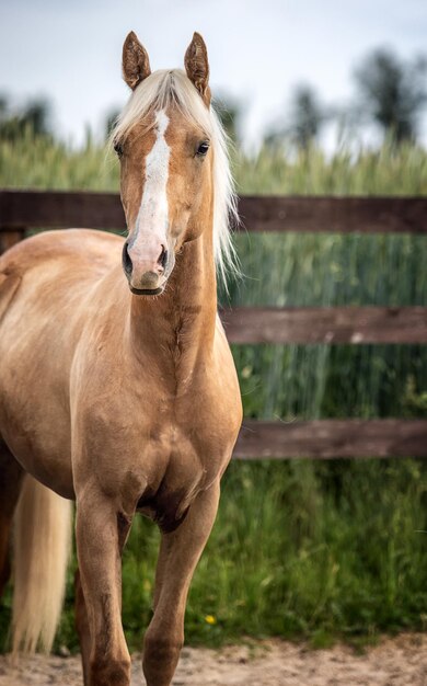 Pferd steht auf der Ranch