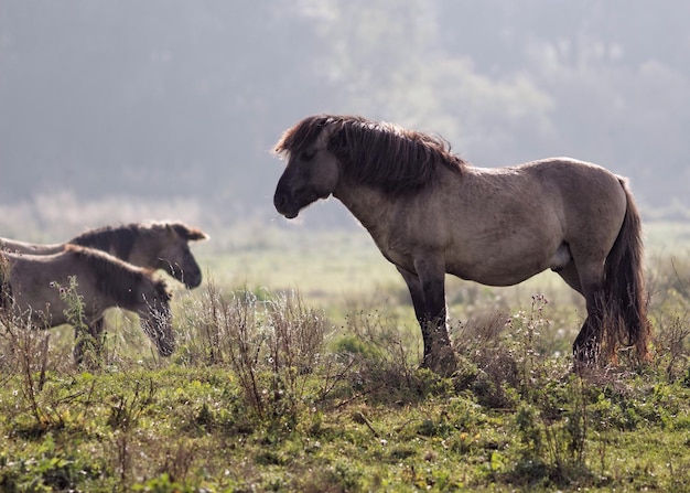 Pferd steht auf einem Bauernhof