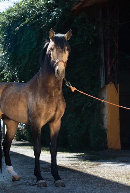 Foto pferd steht auf einem bauernhof