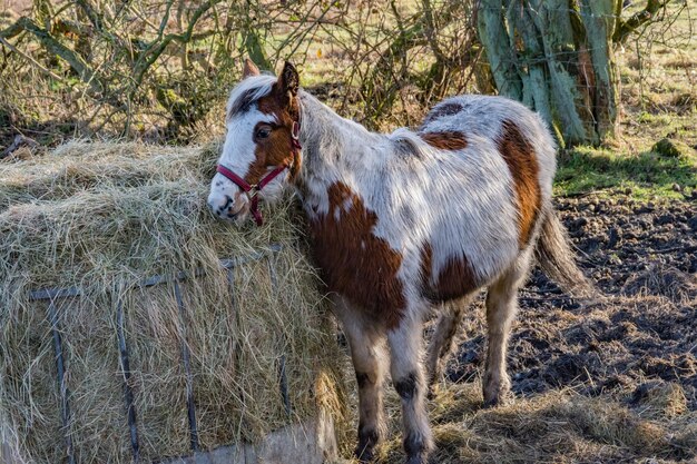 Foto pferd steht auf einem feld